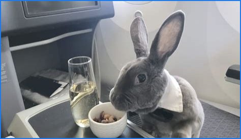 Bunny in a bow tie lives the high life flying business class with owner and being served nuts by stewardesses